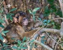 P1020122 De berberaap of magot is een makaak uit de familie Cercopithecidae. Het is de enige makaak die buiten Azië voorkomt, en de enige apensoort die in Europa in het...