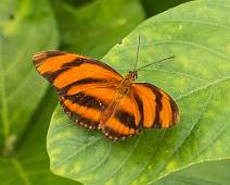 T02_1556 Vlindertuin - Oranje Passiebloemvlinder (?)