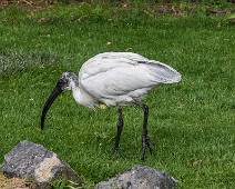 T02_1559 Indische witte ibis