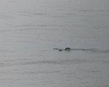 W01_2673 Een eerste dag op zee. We varen langs de trekroute van de walvissen. Maar dit zijn de enige die we te zien krijgen.