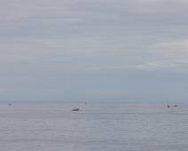 W01_2695 De walvissen hebben een goeie reden om langs hier te zwemmen. Er zit veel plankton. Ook de vissen lusten dat. En de vissers maken het verhaal af.