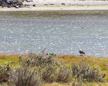 W01_2876 Parque Nacional Tierra del Fuego - Baie Lapataia - ook hier vind je ganzen terug. Dit is een Magelhaengans.