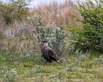 W01_2882 Parque Nacional Tierra del Fuego - Rio Lapataia - ongekend merk roofvogel