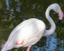 C02_3703 Europses flamingo