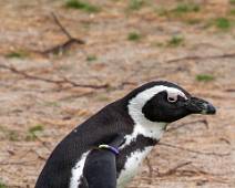 C02_3900 Afrikaanse pinguin
