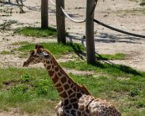C02_3283 Baby giraf
