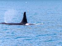 C02_5005 Resurrection Bay - Agnes Cove