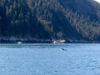 T02_7301 Resurrection Bay - Agnes Cove - Gevonden, onze eerste orka in het wild.
