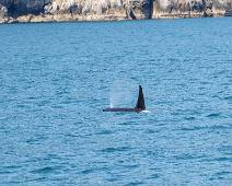 W01_5319 Resurrection Bay - Agnes Cove - mocht je er aan twijfelen, orka's zijn ook zoogdieren