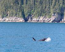 W01_5336 Resurrection Bay - Agnes Cove - de staart van een orka is minder impressionant dan die van een bultrug ...