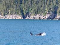 W01_5336 Resurrection Bay - Agnes Cove - de staart van een orka is minder impressionant dan die van een bultrug ...