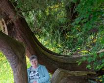 C02_4587 Stanley Park - toerist in zetel van rode ceder (levensboom)