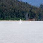 W01_6093 Icy Point - oeverzwemmer