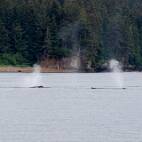 W01_6103 Icy Point - nog meer oeverzwemmers, of is dit het equivalent van het kinderbad?