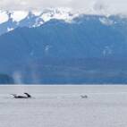 W01_6211 Icy Strait - synchroon zwemmen allez duiken