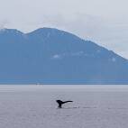 W01_6242 Icy Strait - wat je het meest te zien krijgt van een walvis, de vinnen