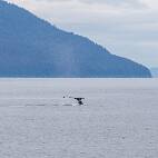W01_6438 Icy Strait - eenzame vin