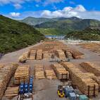 IXV_3052 Picton Harbour - Chinezen en Japannezen, hout uit Picton smaken ze allemaal