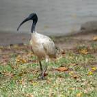 DSC01020 Sydney - Hyde Park - Australische witte ibis