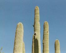 02B2_011_1130 Woestijn Cactusjes